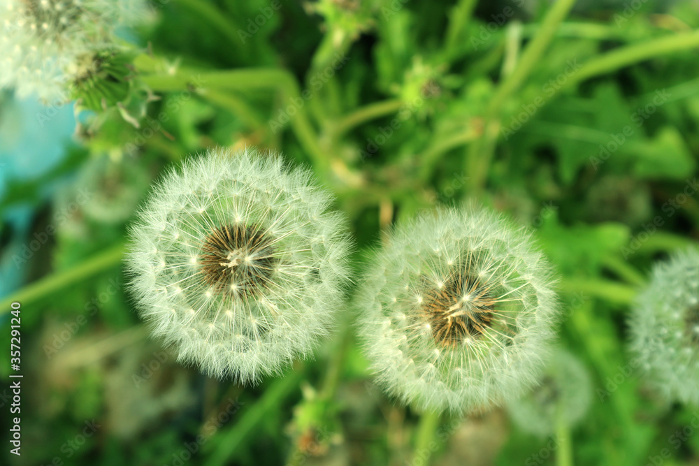 A dandelion in which seeds are clearly visible.
A dandelion in which seeds are clearly visible.