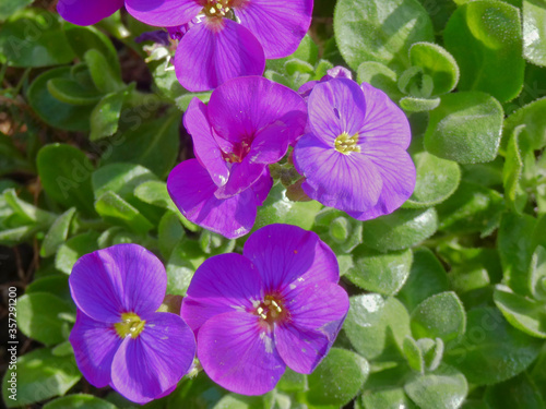 Beautiful lobelia flowers in the sunshine
