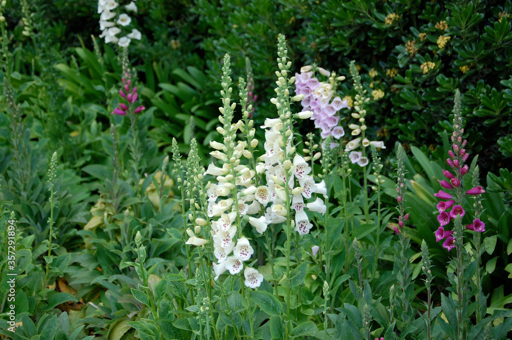 Obraz premium wild flowers in the garden