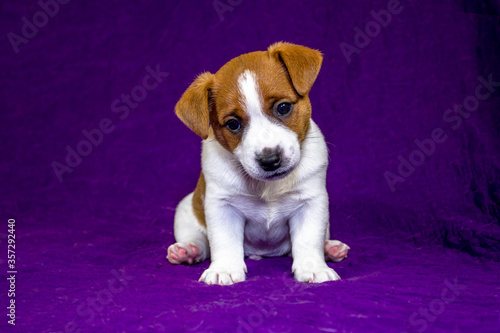 two jack russell terrier playin on a purple glamorous background