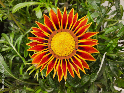 Bright flower on a green background. Decorative sunflower. Background for summer mood, garden decoration or print on different media. Photowall-paper. photo