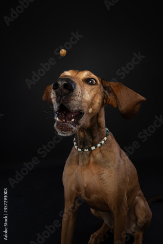 Studio portrait of a brown Segugio Italiano dog on a black background making a funny face while catching a treat.