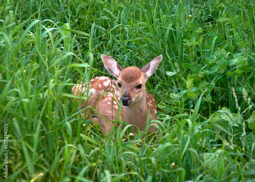 White-tailed small fawn deer lies in the grass.focus on the animal