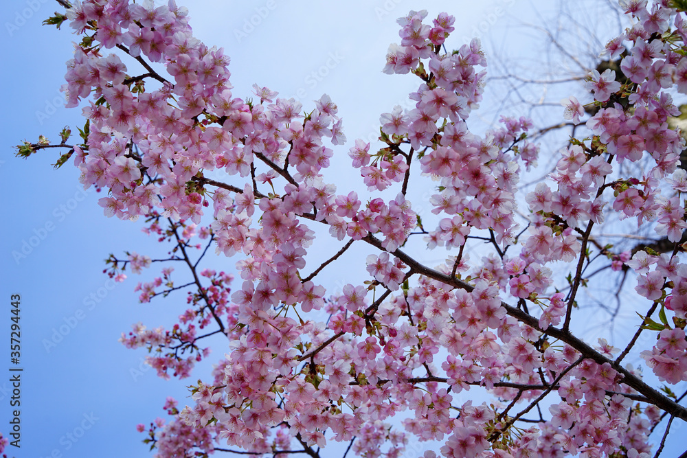 知恩寺の富士桜 知恩寺の富士桜