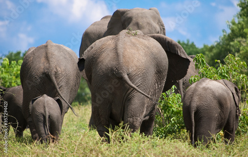 Rear view of elephants walking in national park