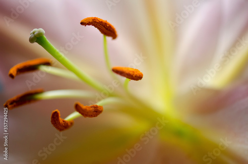 Close up of lily pistil and stamen