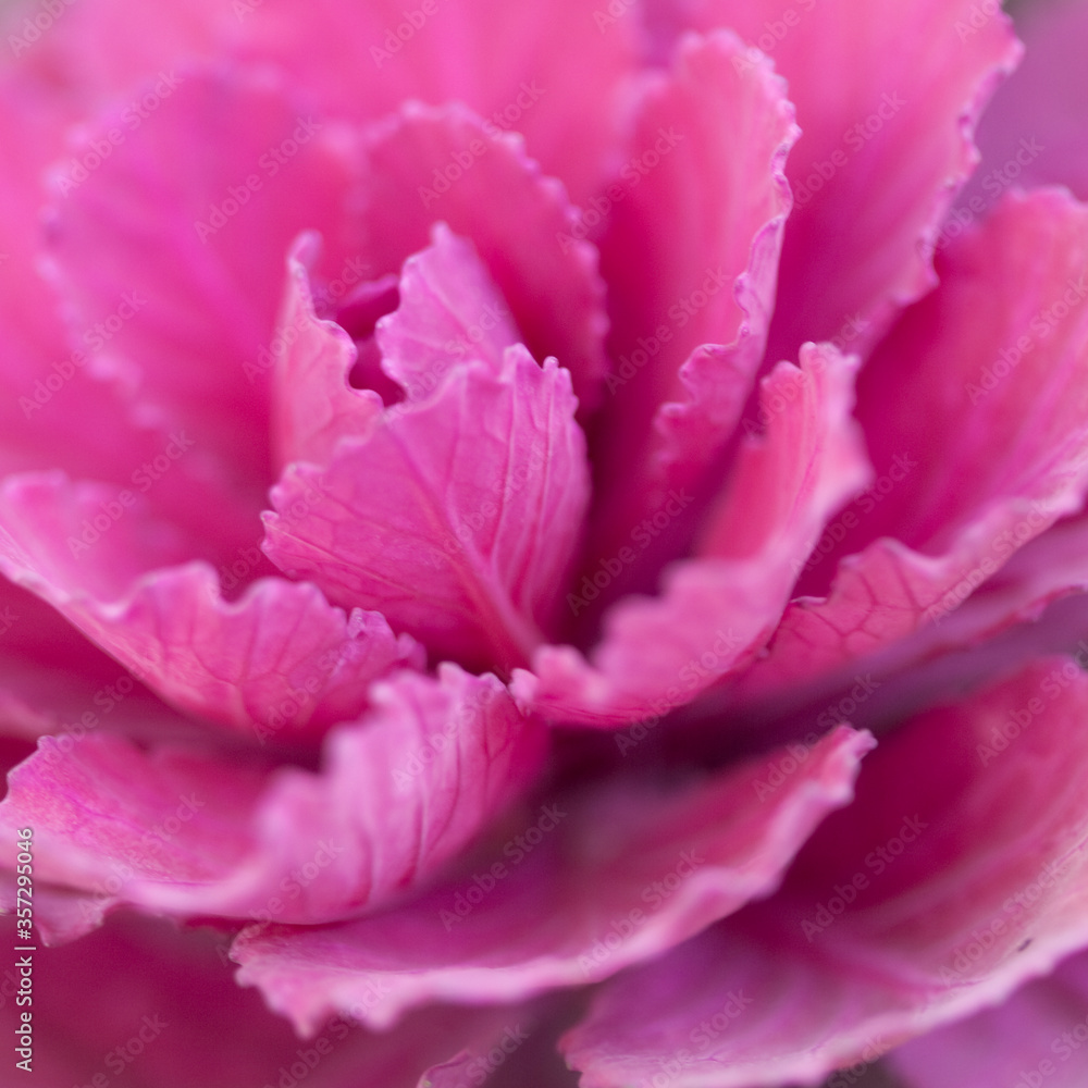 Close up of pink cabbage plant