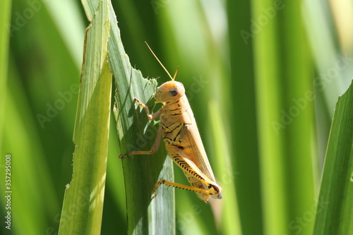 grasshopper eating green plant