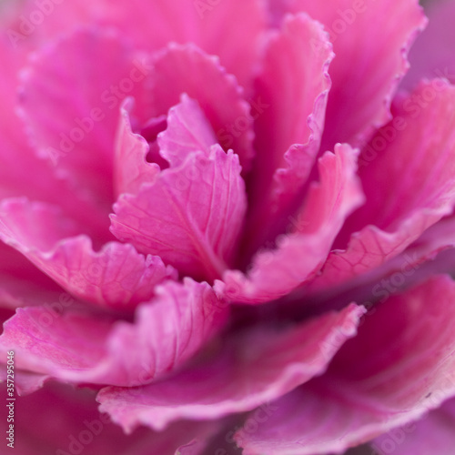 Close up of pink cabbage plant