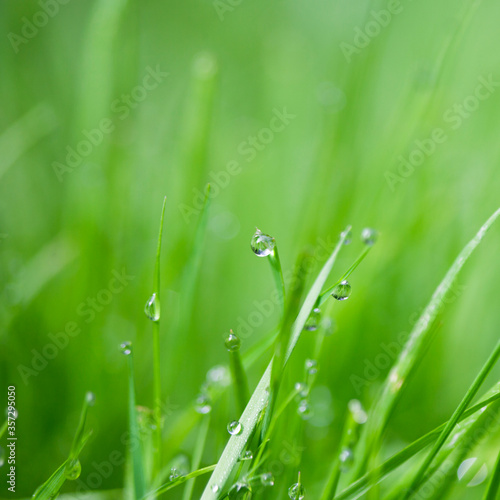 Close up of water droplets on blades of grass