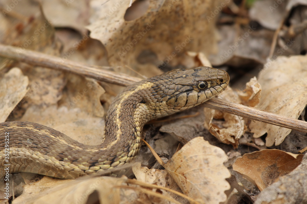 garter snake coiled up in leaf litter garter snake coiled up in leaf litter