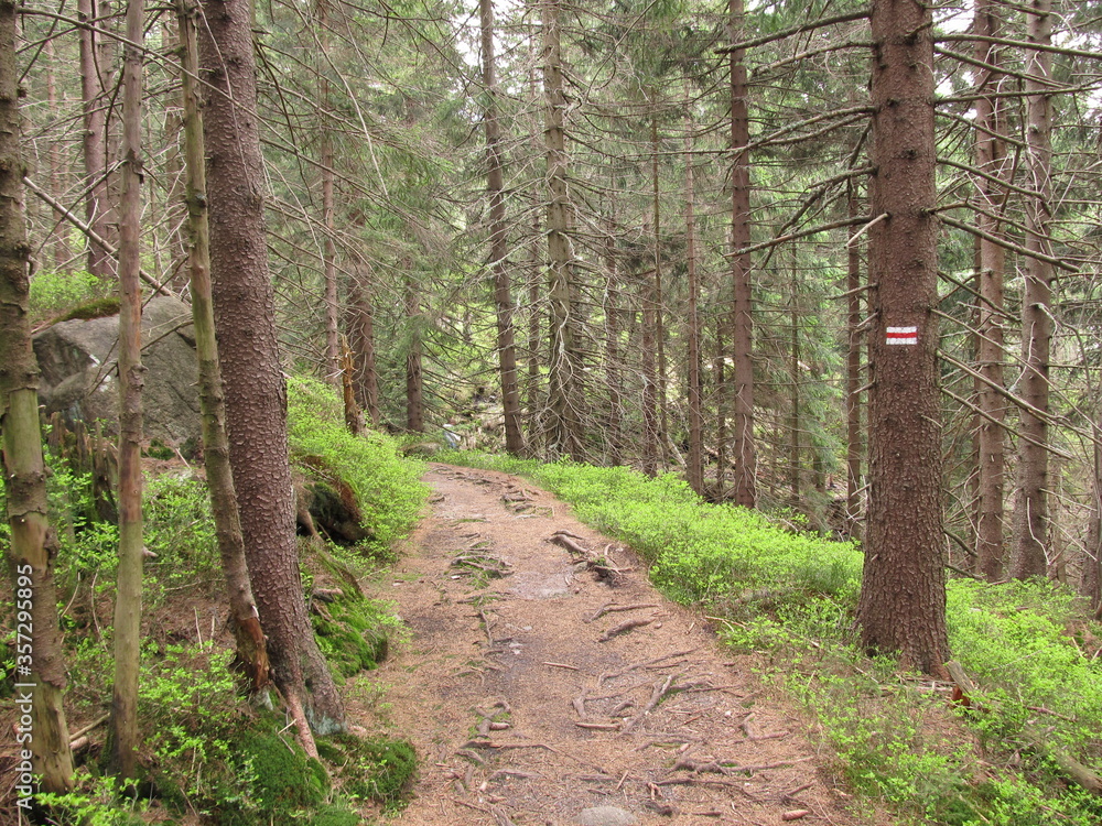 Fototapeta premium Forest path through Lower Silesian mountains, Poland