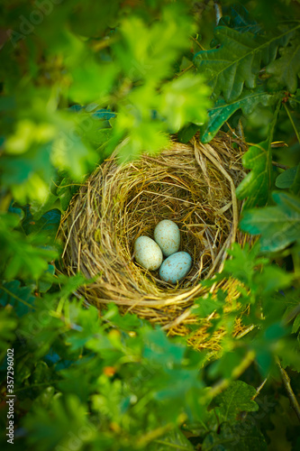 Close up of bird's eggs in nest