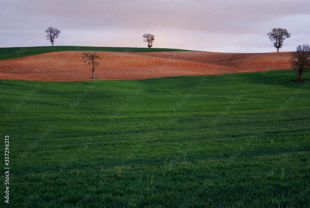 Lonely trees in the middle of a green landscape hills with meadows on a sunset