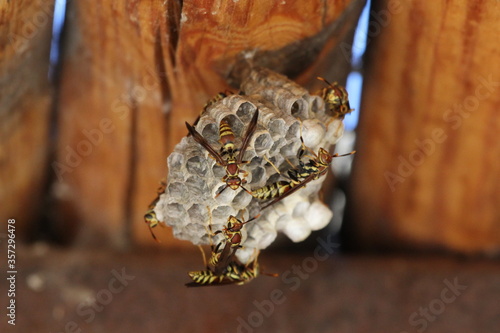 paper wasp nest under porch