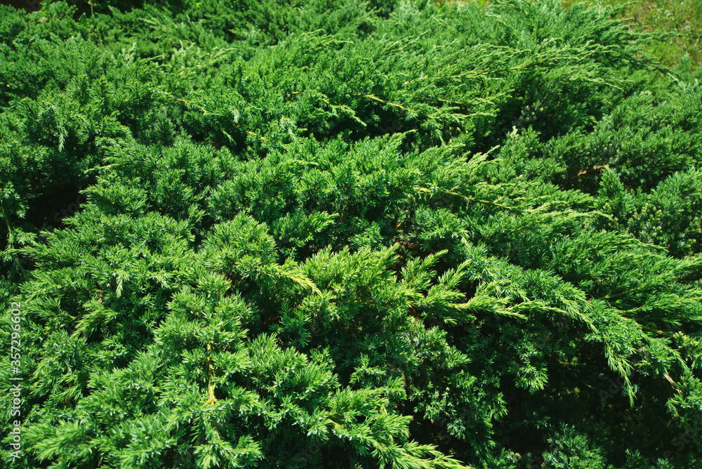 Branches of spruce tree in detail background