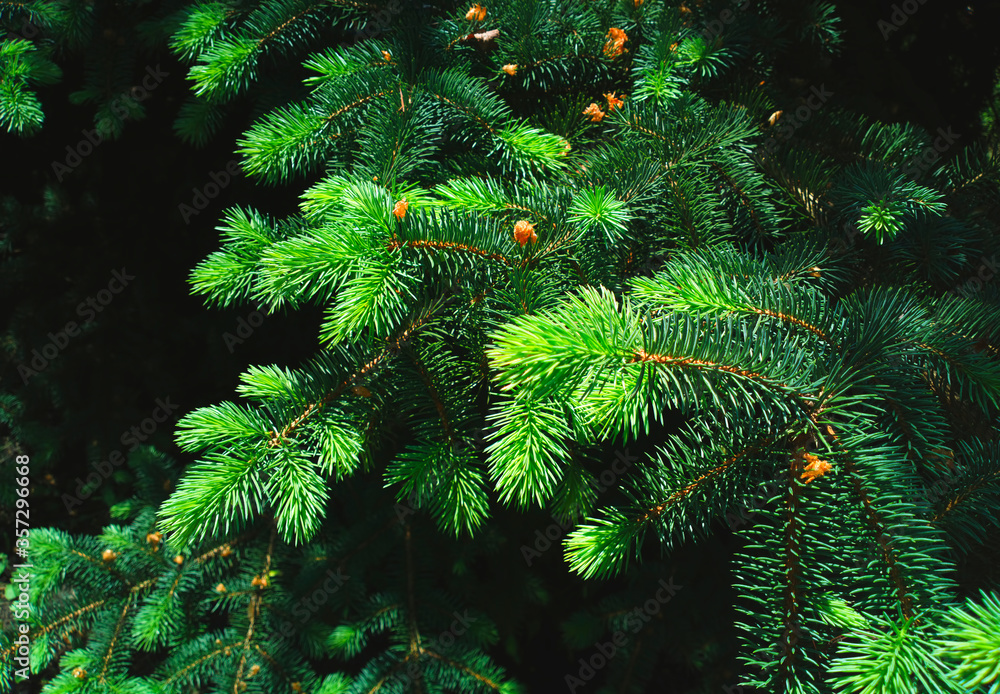 Branch of spruce tree in detail background