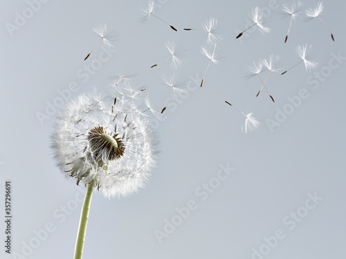 Close up of dandelion plant blowing in wind photo