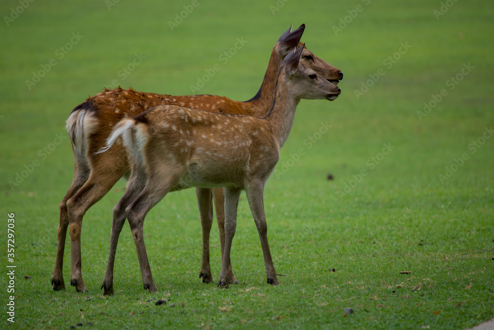 Wild deer in Nara Park in Japan. Deer are symbol of Nara's greatest tourist attraction. Wild deer in Nara Park in Japan. Deer are symbol of Nara's greatest tourist attraction.