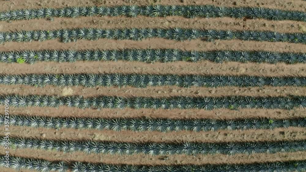 Aerial top view of Agave tequilana field on sunny day, drone panning over plants at farm Aerial top view of Agave tequilana field on sunny day, drone panning over plants at farm