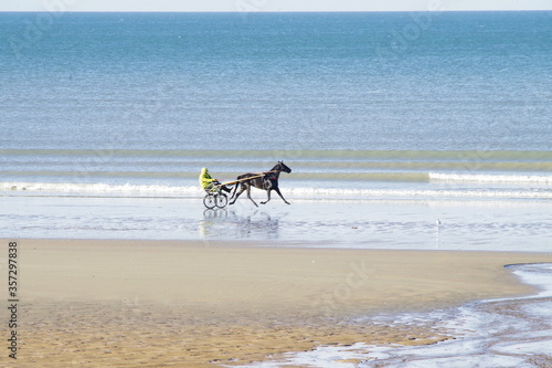 Entrainement d'un cheval en trot attelé sur la plage de Cabourg en Normandie
