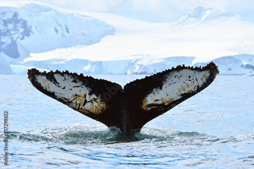 Whale tale in Antarctica peninsula cost