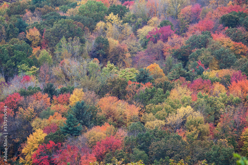 Autumn leaves on trees Autumn leaves on trees