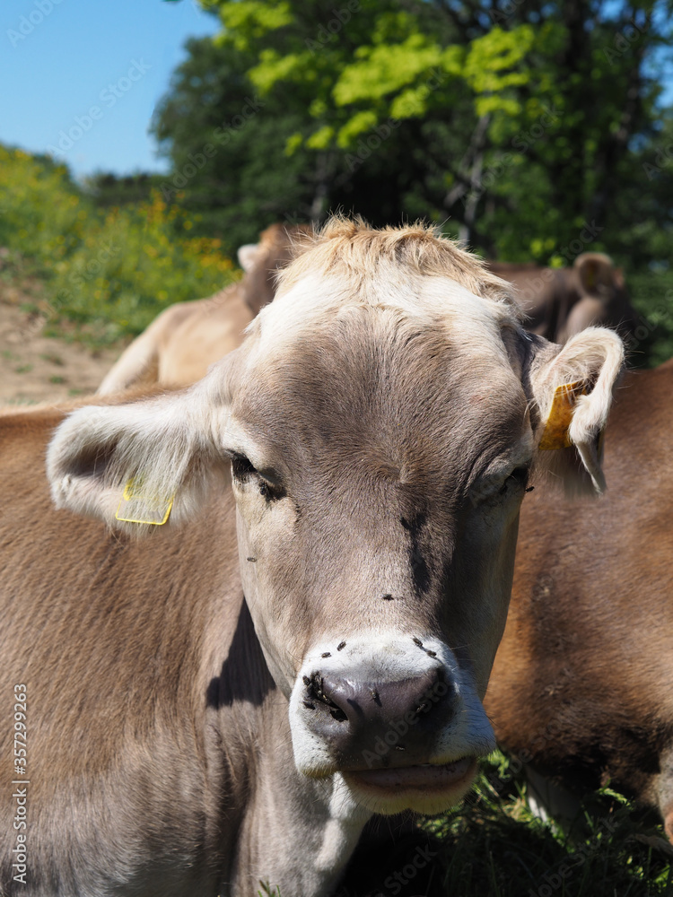 portrait d'une vache en alpage 