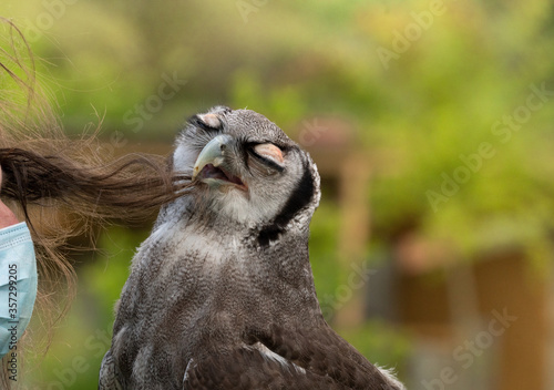 Eule macht beim Falkner Haarpflege. photo