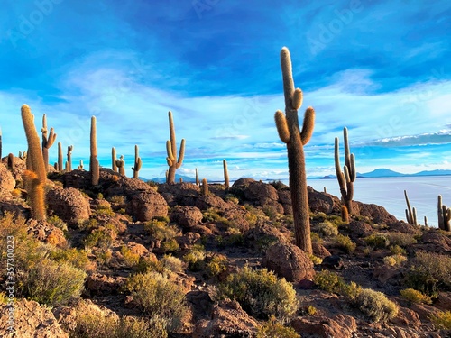 desert landscape with cactus in the Island Incahuasi in Salar De Uyuni Salt Flat Bolivia