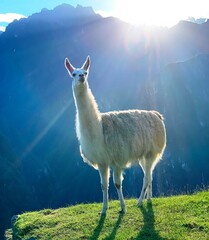 Sierkussen Lama Witte lama bij Machu Picchu  © OLENA LIALINA