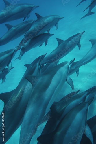 A Pod of Hawaiian Dolphins Swims by Peacefully in Hawaii  © EMMEFFCEE 