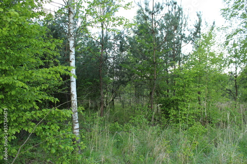 Fototapeta Naklejka Na Ścianę i Meble -  Las mieszany