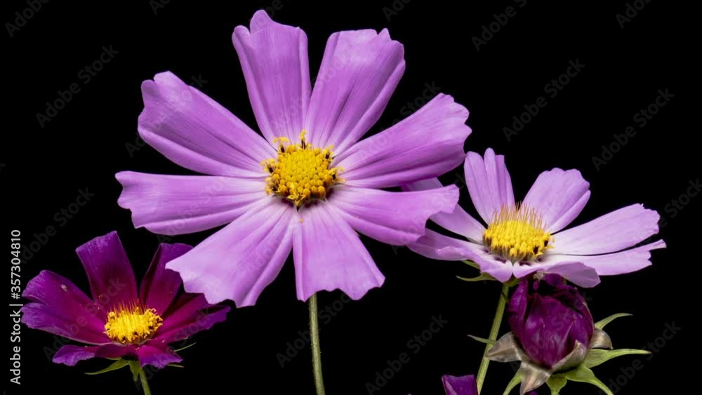 Blossoming colorful flowers Cosmos bipinnatus close up Blossoming colorful flowers Cosmos bipinnatus close up