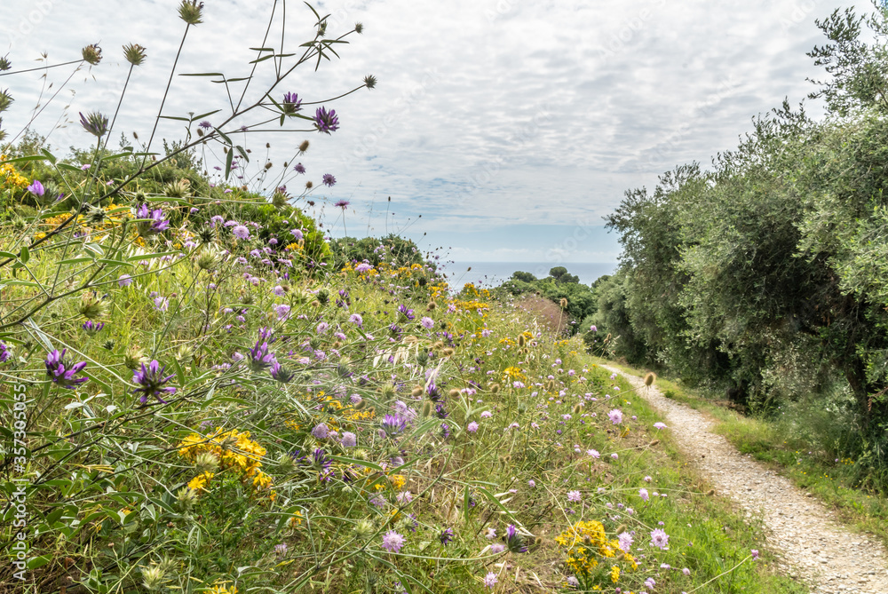 Obraz premium Landscape with flowers Paysage fleuri