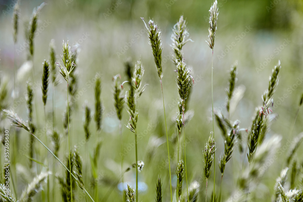 grass against the sunlight. Selective autofocus grass against the sunlight. Selective autofocus