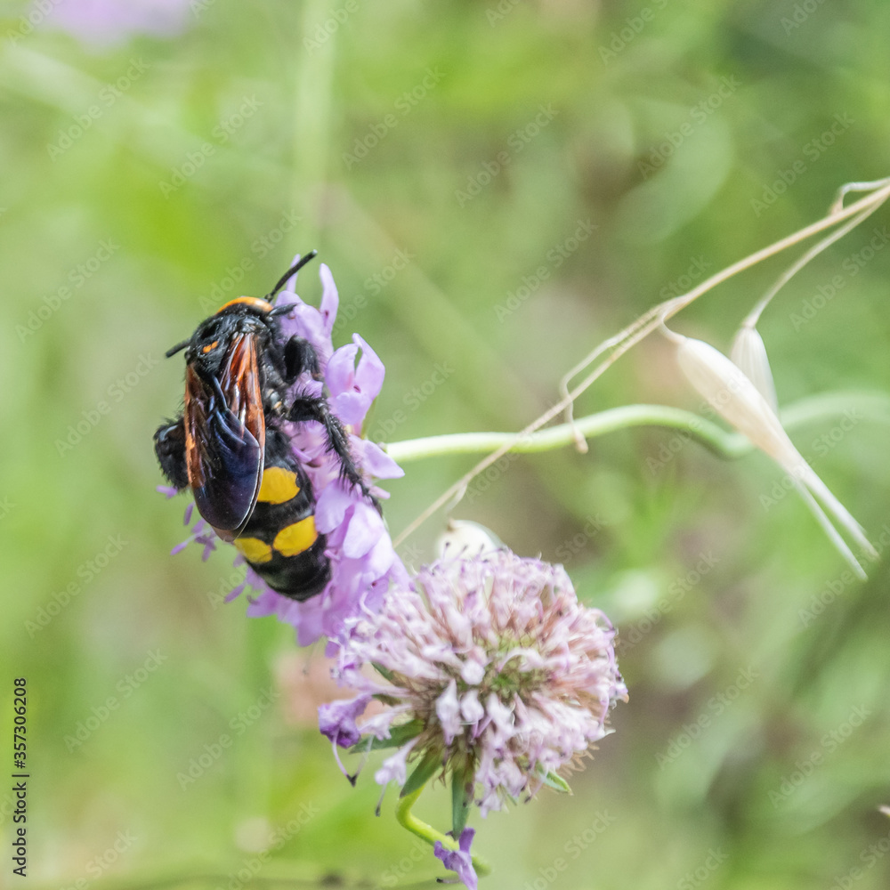 bourdon - abeille - guêpe sur une fleur
bumblebee - bee - wasp on a flower bourdon - abeille - guêpe sur une fleur
bumblebee - bee - wasp on a flower