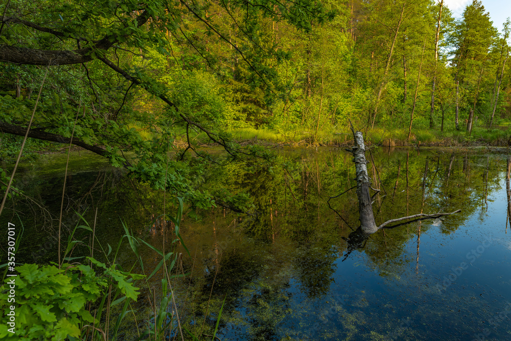 lake in the forest