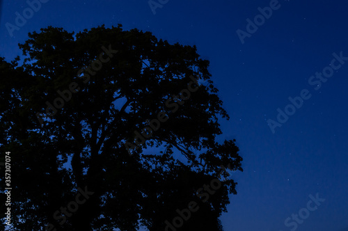 Silhouette of a tree with a blue sky with some stars slightly visible.
