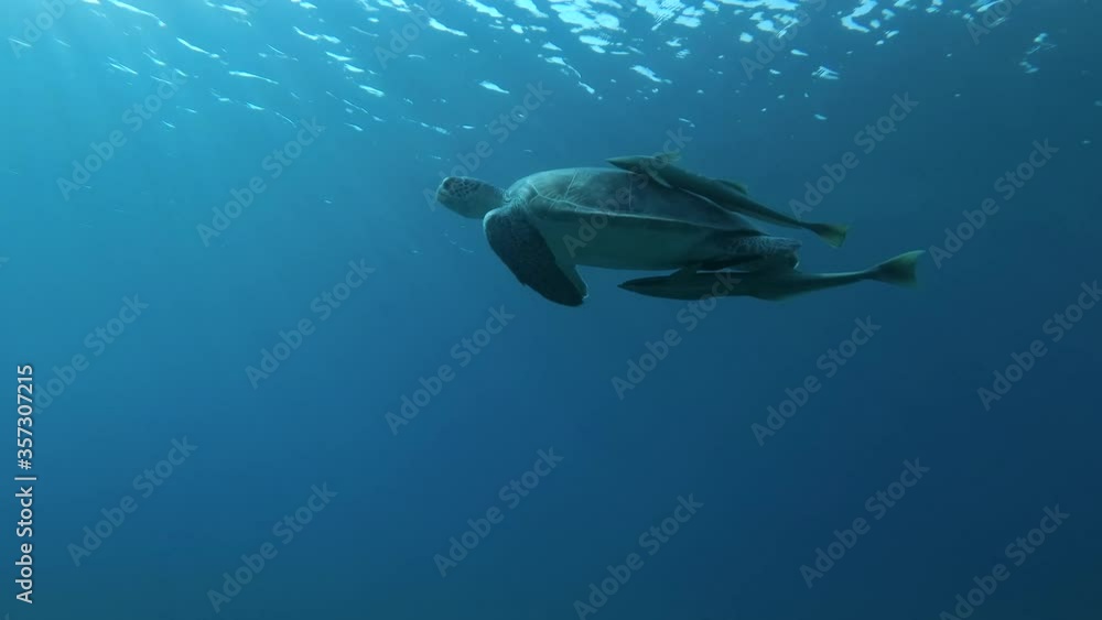 Sea Turtle with two Remorafish under chell slowly swims in the blue ...