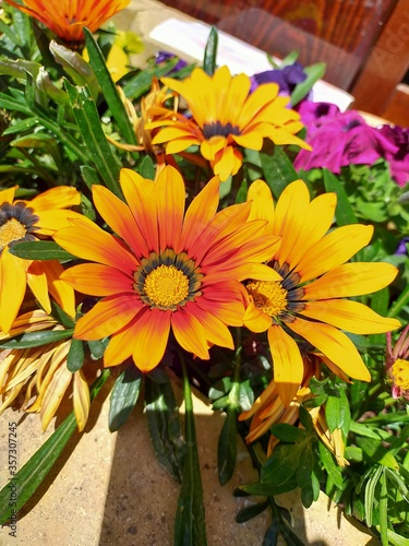 Bright summer orange flowers, close up.