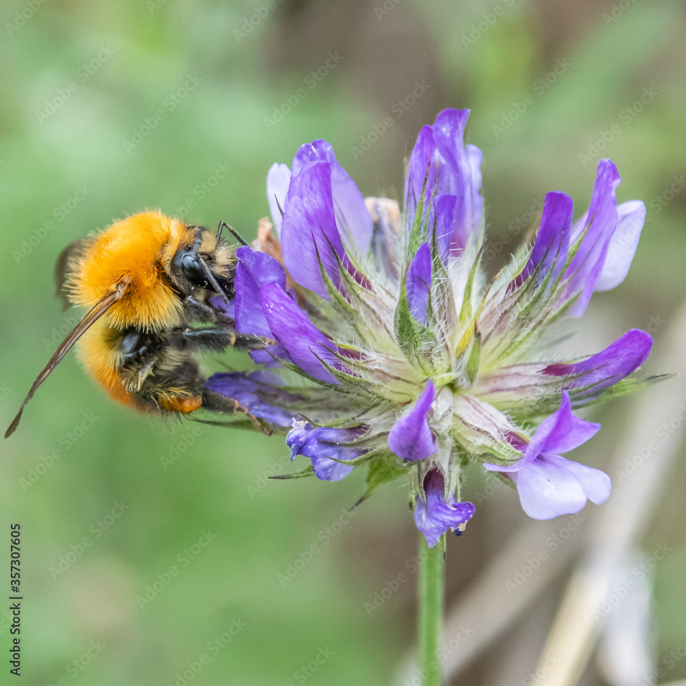 bourdon - abeille - guêpe sur une fleur
bumblebee - bee - wasp on a flower bourdon - abeille - guêpe sur une fleur
bumblebee - bee - wasp on a flower