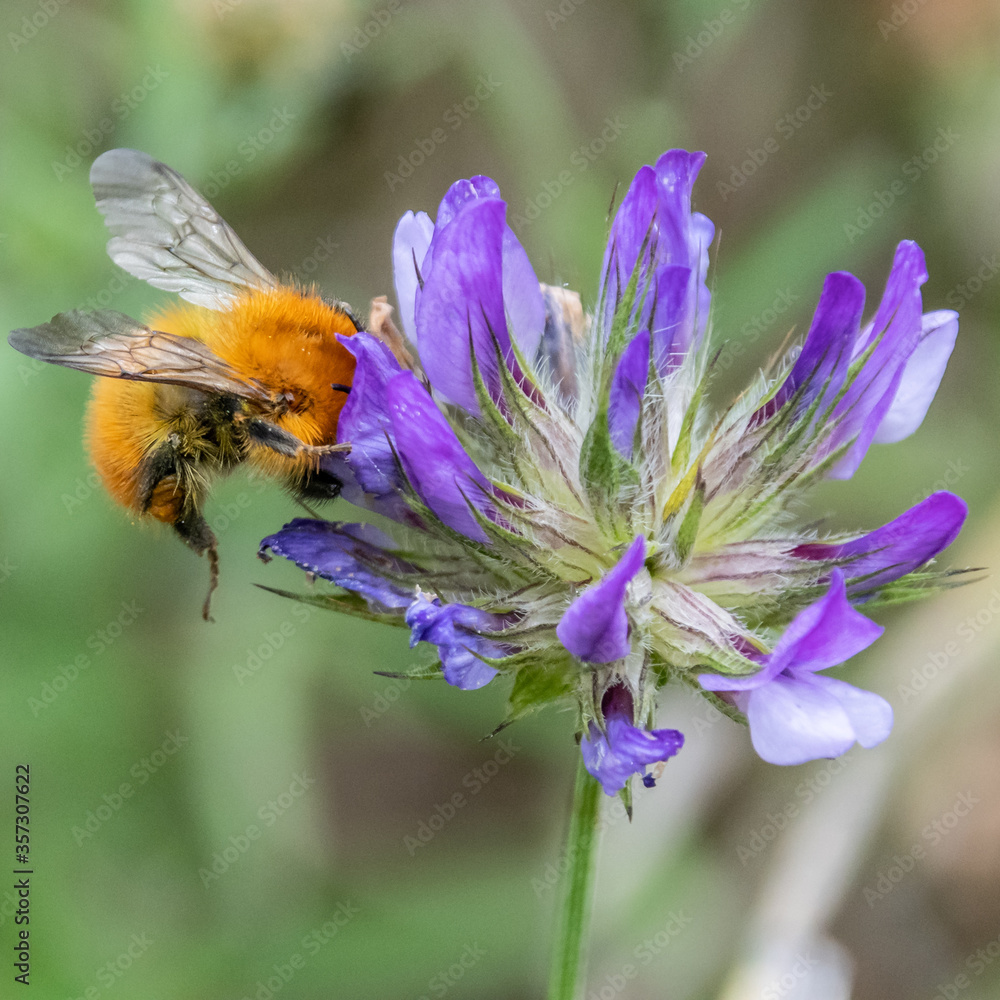 bourdon - abeille - guêpe sur une fleur
bumblebee - bee - wasp on a flower bourdon - abeille - guêpe sur une fleur
bumblebee - bee - wasp on a flower