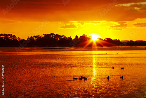 Sunset Scenery at Lake Rotoroa in Hamilton Lake Domain, Hamilton, New Zealand; Flock of Ducks Swimming on the Lake Rotoroa