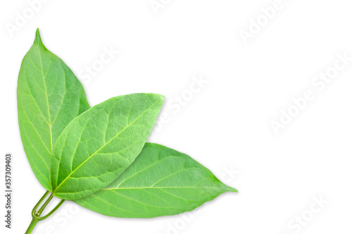 Gymnema sylvestre leaves on white background with clipping path.(Perrpioca of the woods)