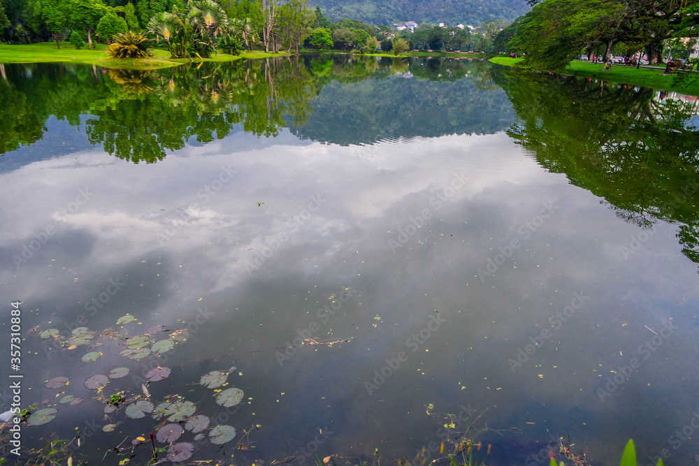 selective focus and partially blur of Taiping Lake Gardens which is located in Malaysia and one quarter of the country's tourist attractions. Reflection in water. selective focus and partially blur of Taiping Lake Gardens which is located in Malaysia and one quarter of the country's tourist attractions. Reflection in water.