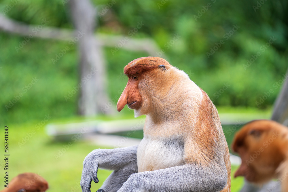 Naklejka premium Family of wild Proboscis monkey or Nasalis larvatus, in the rainforest of island Borneo, Malaysia, close up