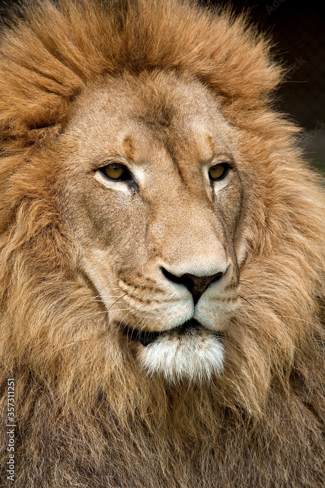 Close up of lion with golden mane Close up of lion with golden mane