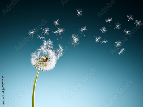 Dandelion seeds blowing on blue background photo
