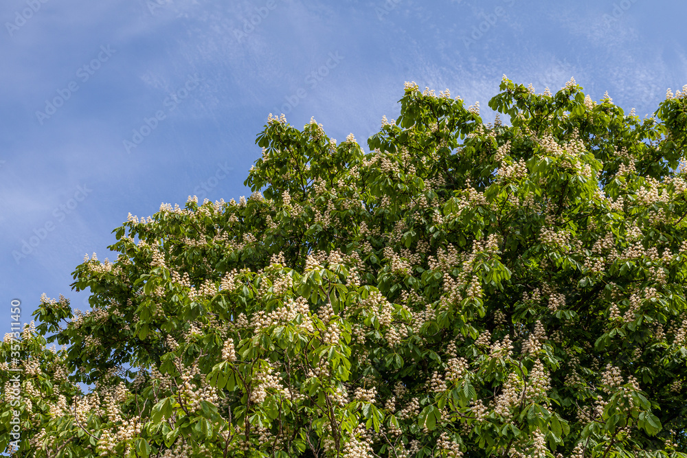 Foliage and flowers of chestnut horse-chestnut tree flowers and leaves with sky. Foliage and flowers of chestnut horse-chestnut tree flowers and leaves with sky.